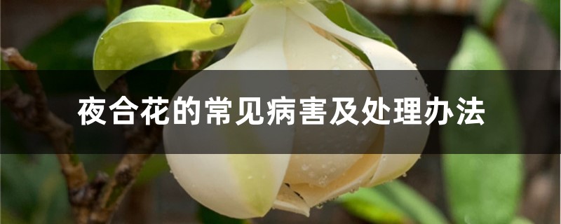 夜合花的常见病害及处理办法 夜合花的常见病害及处理办法