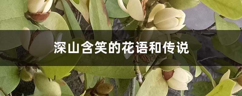 深山含笑的花语和传说 深山含笑的花语和传说