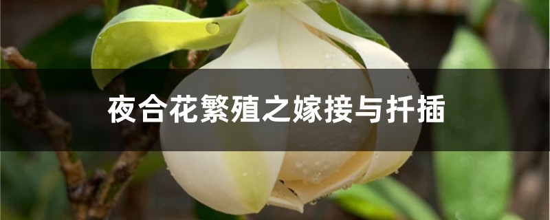 夜合花