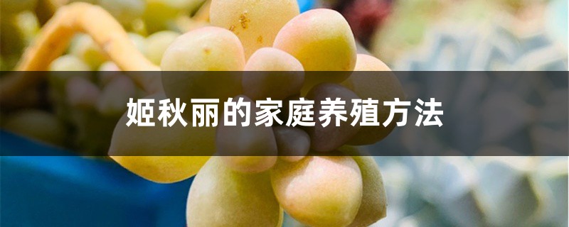 姬秋丽的家庭养殖方法 姬秋丽的家庭养殖方法