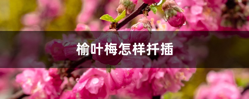 榆叶梅怎样扦插 榆叶梅怎样扦插