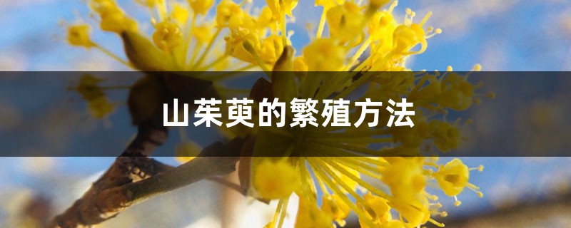 山茱萸的繁殖方法 山茱萸的繁殖方法
