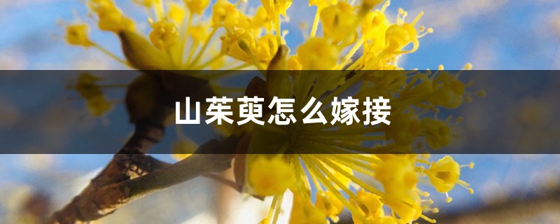 山茱萸怎么嫁接 山茱萸怎么嫁接