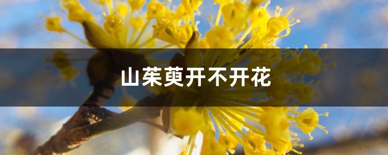 山茱萸开不开花 山茱萸开不开花