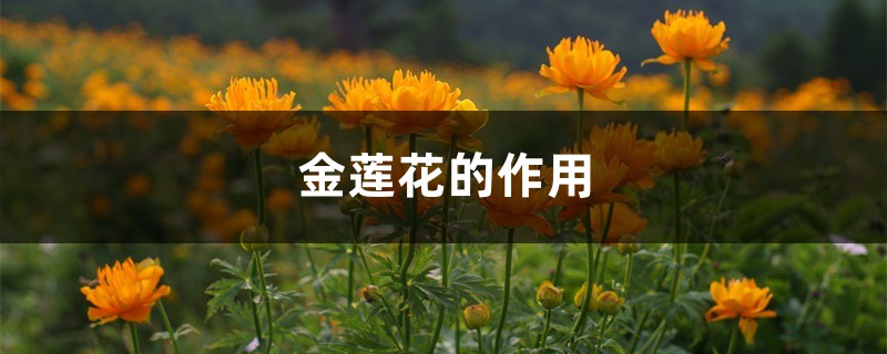 金莲花的作用 金莲花的作用