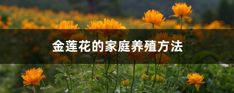 金莲花的家庭养殖方法 金莲花的家庭养殖方法
