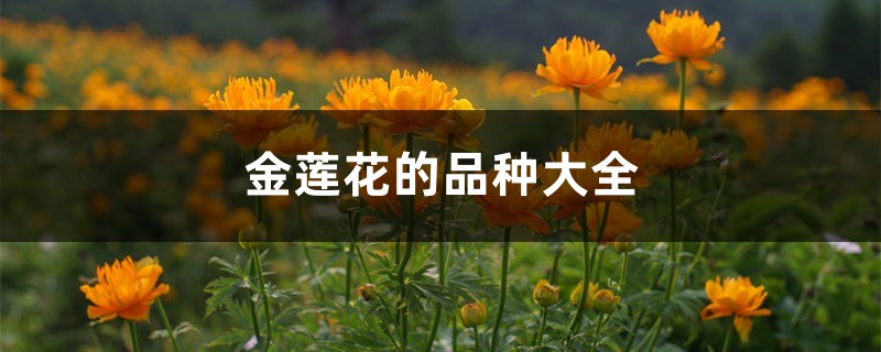 金莲花的品种大全 金莲花的品种大全