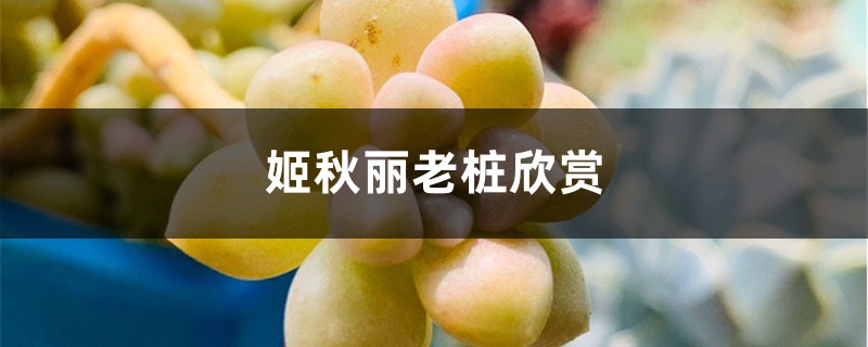 姬秋丽老桩欣赏 姬秋丽老桩欣赏