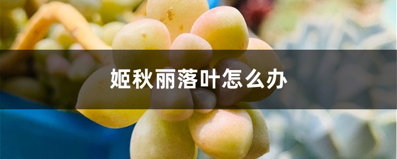 姬秋丽落叶怎么办 姬秋丽落叶怎么办