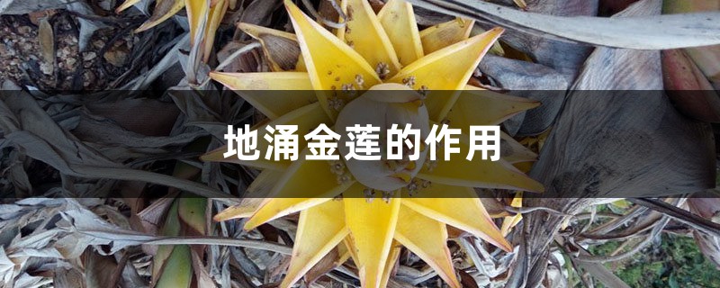 地涌金莲的作用 地涌金莲的作用