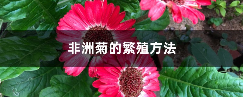 非洲菊的繁殖方法 非洲菊的繁殖方法