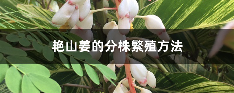 艳山姜的分株繁殖方法 艳山姜的分株繁殖方法