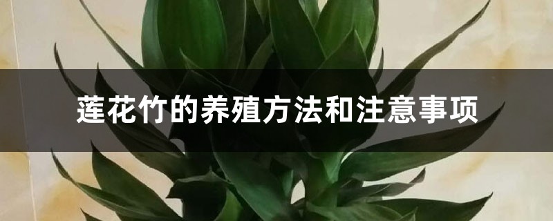 莲花竹的养殖方法和注意事项 莲花竹的养殖方法和注意事项