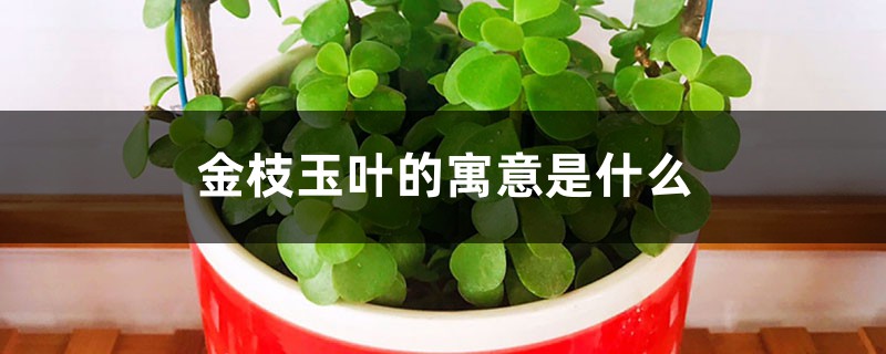 金枝玉叶的寓意是什么 金枝玉叶的寓意是什么
