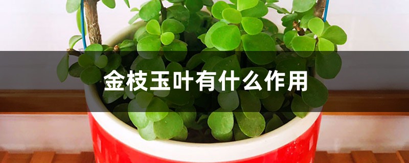 金枝玉叶有什么作用 金枝玉叶有什么作用