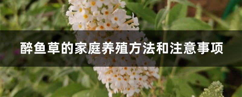 醉鱼草的家庭养殖方法和注意事项 醉鱼草的家庭养殖方法和注意事项