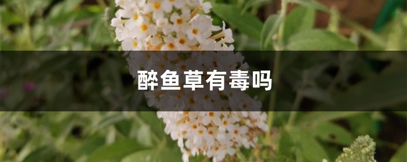 醉鱼草有毒吗 醉鱼草有毒吗