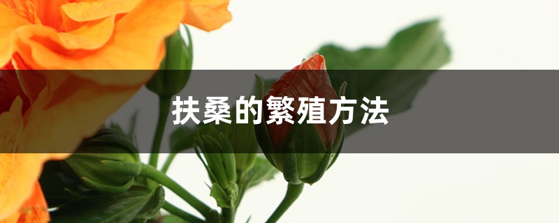 扶桑的繁殖方法 扶桑的繁殖方法
