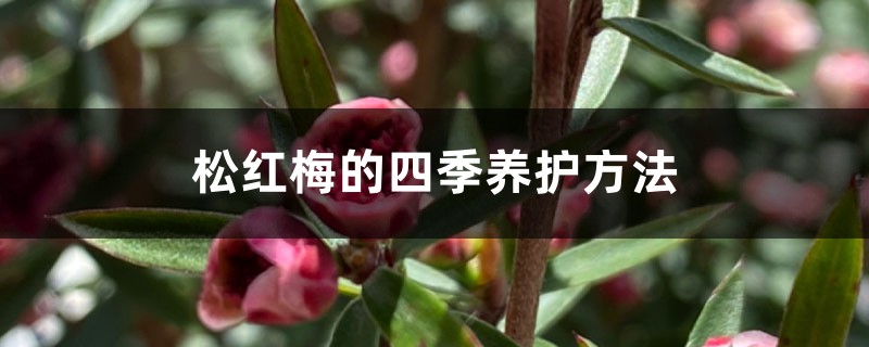 松红梅的四季养护方法 松红梅的四季养护方法