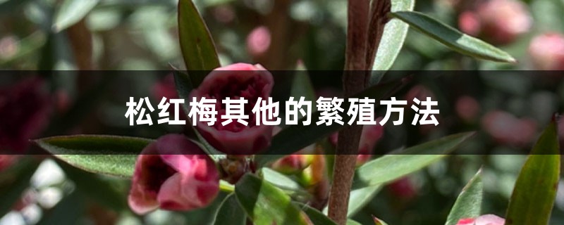 松红梅其他的繁殖方法 松红梅其他的繁殖方法