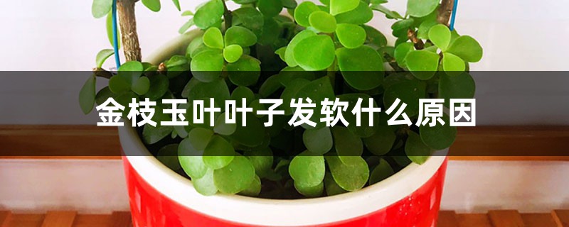 金枝玉叶叶子发软什么原因 金枝玉叶叶子发软什么原因