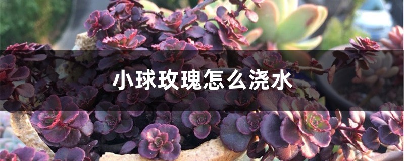 小球玫瑰怎么浇水 小球玫瑰怎么浇水