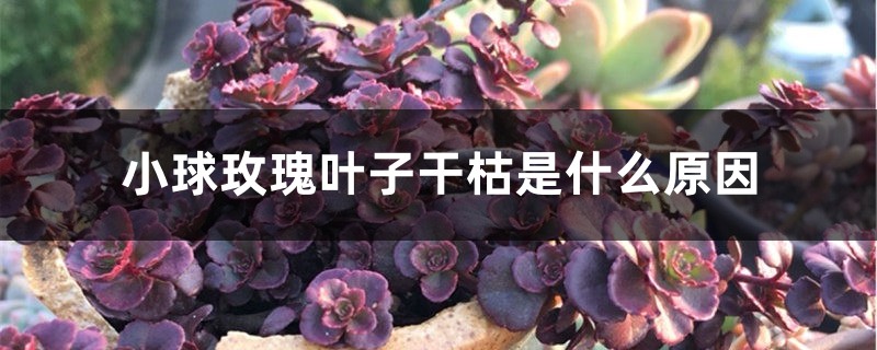 小球玫瑰叶子干枯是什么原因 小球玫瑰叶子干枯是什么原因