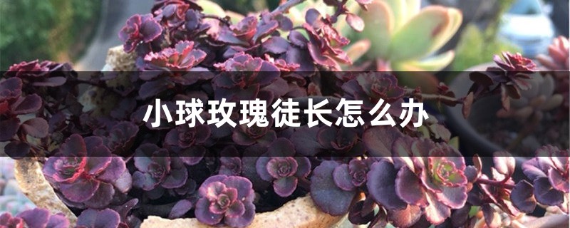 小球玫瑰徒长怎么办 小球玫瑰徒长怎么办