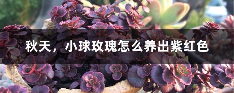 秋天,小球玫瑰怎么养出紫红色 秋天,小球玫瑰怎么养出紫红色