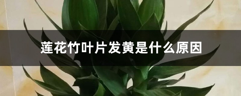 莲花竹叶片发黄是什么原因 莲花竹叶片发黄是什么原因