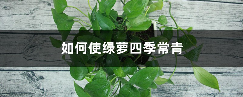 如何使绿萝四季常青 如何使绿萝四季常青