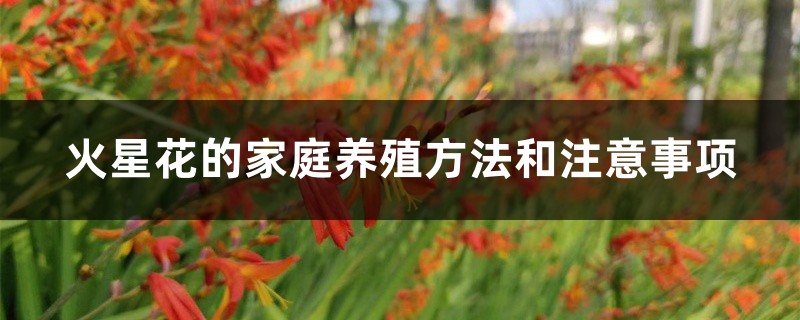 火星花的家庭养殖方法和注意事项 火星花的家庭养殖方法和注意事项