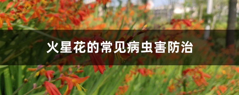 火星花的常见病虫害防治 火星花的常见病虫害防治