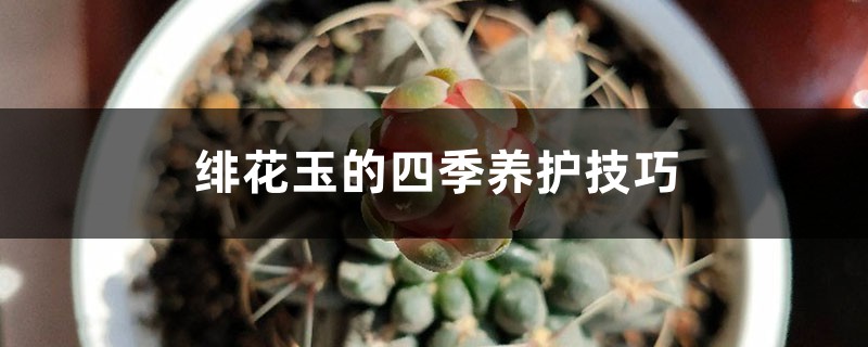 绯花玉的四季养护技巧 绯花玉的四季养护技巧