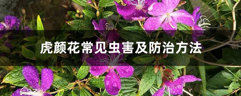 虎颜花常见虫害及防治方法 虎颜花常见虫害及防治方法