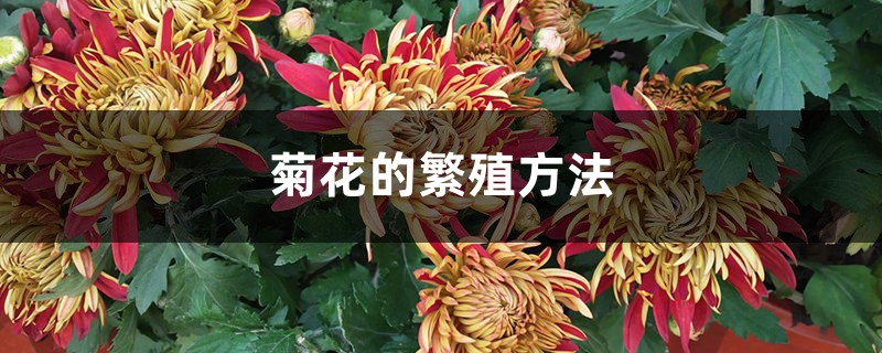 菊花的繁殖方法 菊花的繁殖方法