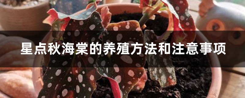 星点秋海棠的养殖方法和注意事项 星点秋海棠的养殖方法和注意事项