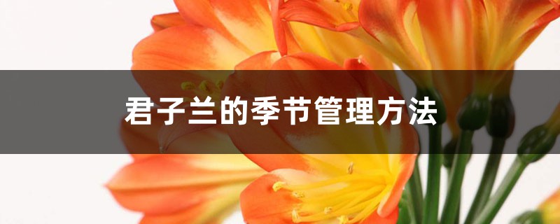 君子兰的季节管理方法 君子兰的季节管理方法