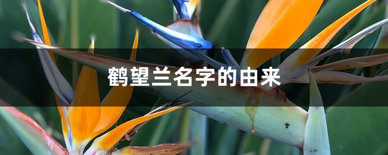 鹤望兰名字的由来 鹤望兰名字的由来