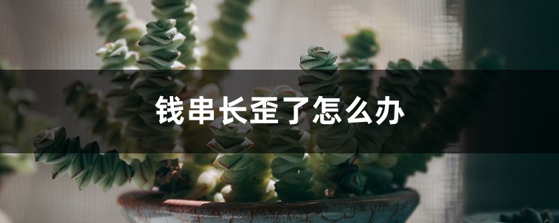 钱串长歪了怎么办 钱串长歪了怎么办