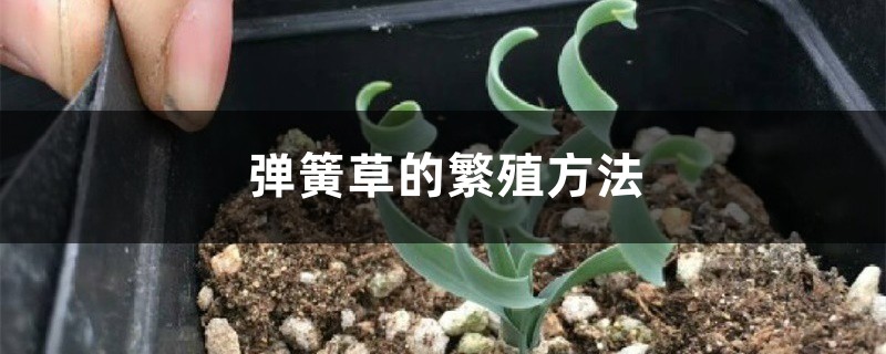 弹簧草的繁殖方法 弹簧草的繁殖方法
