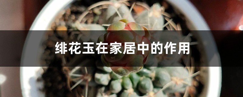绯花玉在家居中的作用 绯花玉在家居中的作用