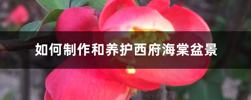 如何制作和养护西府海棠盆景 如何制作和养护西府海棠盆景