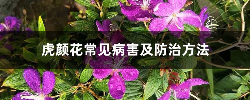虎颜花常见病害及防治方法 虎颜花常见病害及防治方法