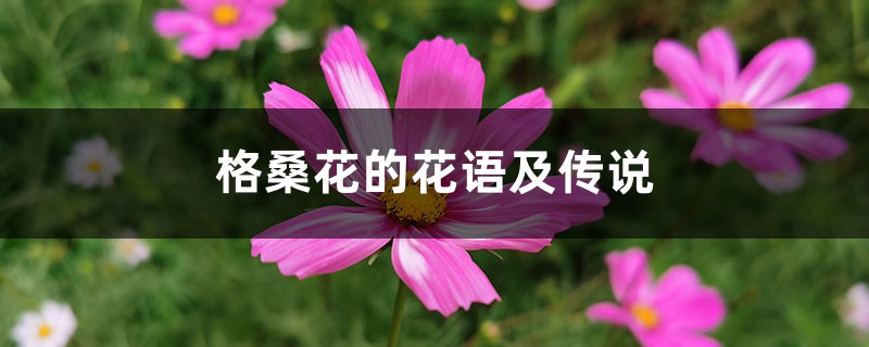格桑花的花语及传说 格桑花的花语及传说