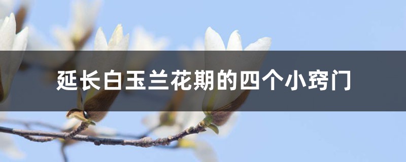 延长白玉兰花期的四个小窍门 延长白玉兰花期的四个小窍门