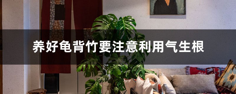 养好龟背竹要注意利用气生根 养好龟背竹要注意利用气生根