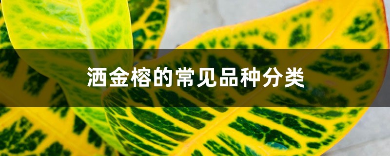洒金榕的常见品种分类 洒金榕的常见品种分类