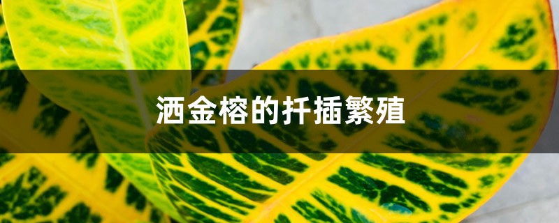 洒金榕的扦插繁殖 洒金榕的扦插繁殖