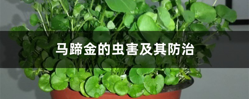 马蹄金的虫害及其防治 马蹄金的虫害及其防治